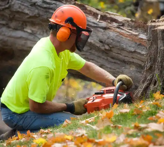 tree services Flanders